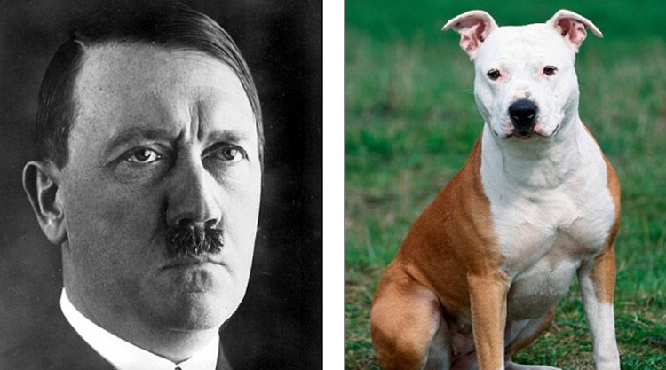 pet-owner-is-forced-to-change-his-dogs-name-because-they-make-people-think-of-adolf-and-eva-braun